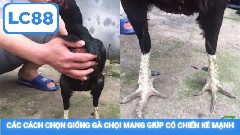 Các cách chọn giống gà chọi mang giúp có chiến kê mạnh
