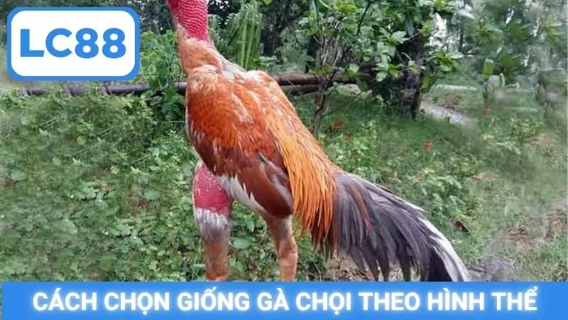 Cách chọn giống gà chọi theo hình thể