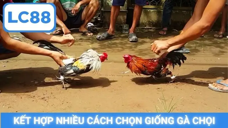Kết hợp nhiều cách chọn giống gà chọi