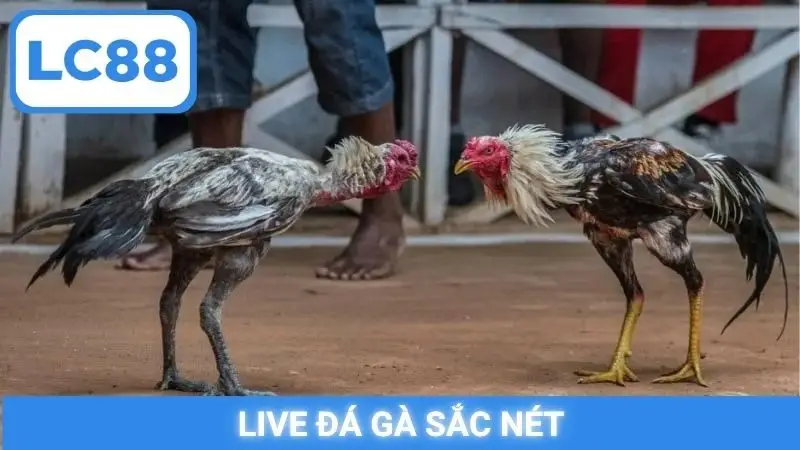 Live đá gà sắc nét