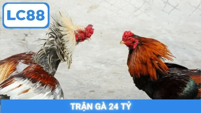 Trận gà 24 tỷ